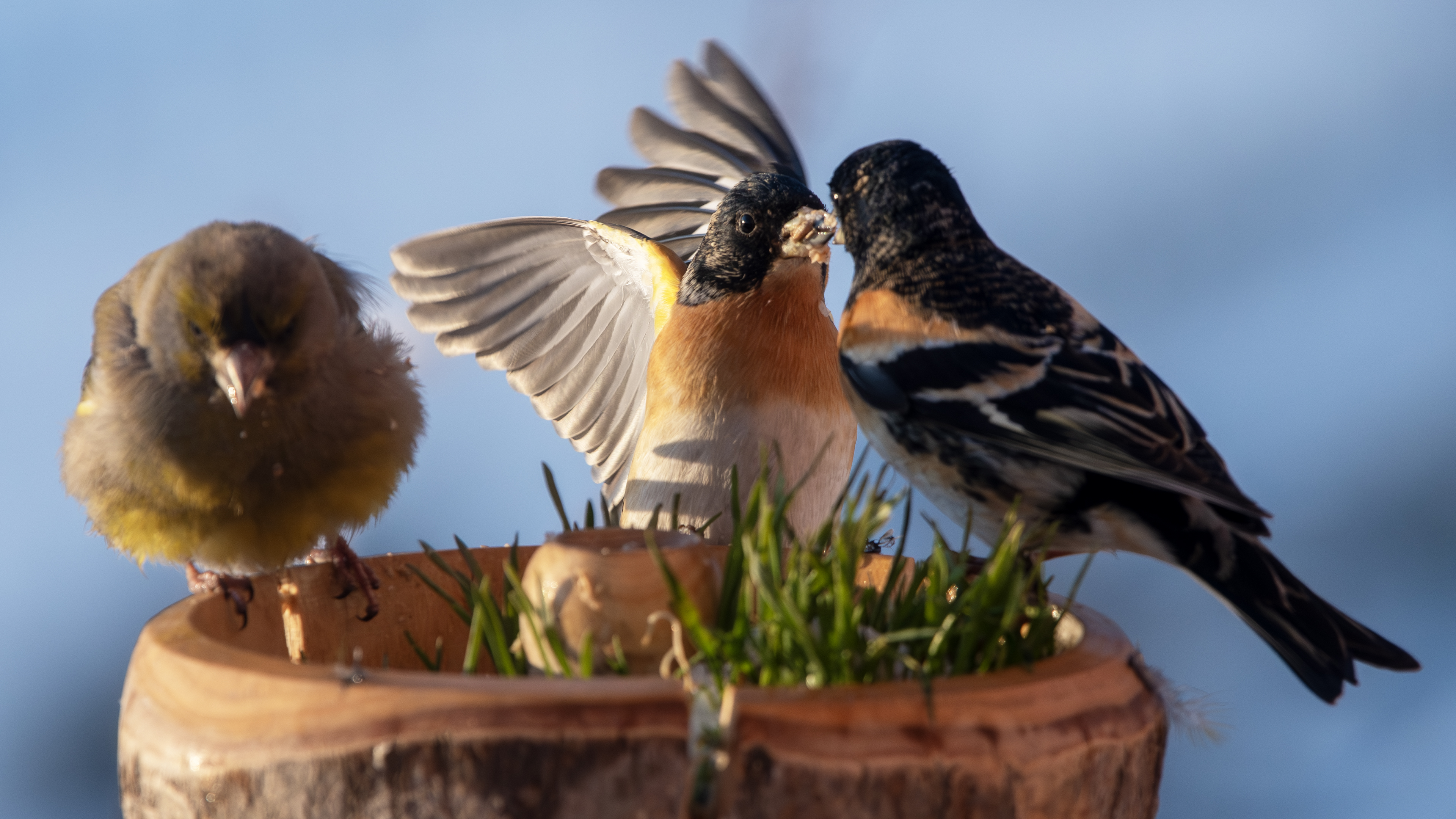 Brambling